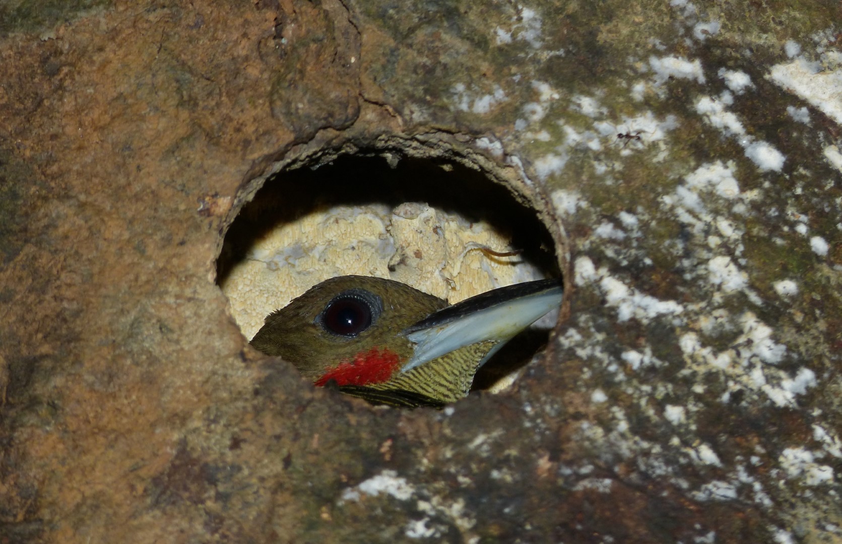 Buff-rumped Woodpecker