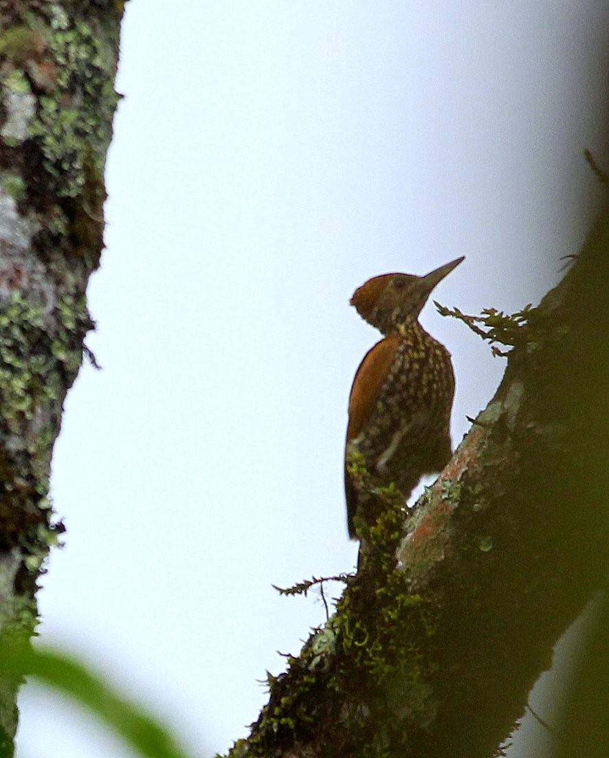 Buff-spotted Flameback