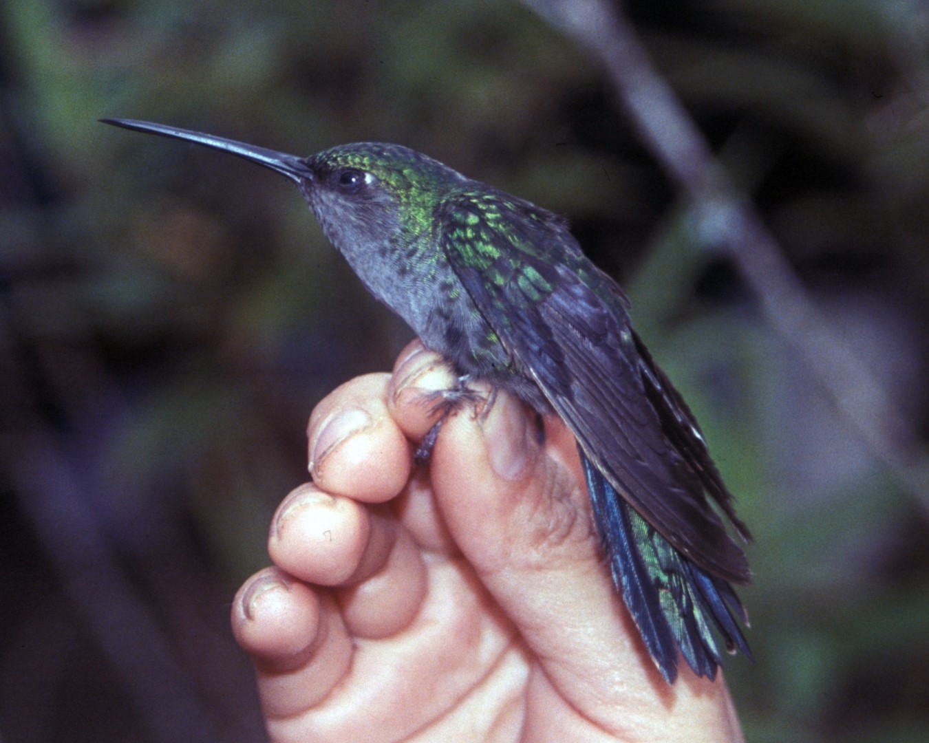 Buff-tailed Coronet