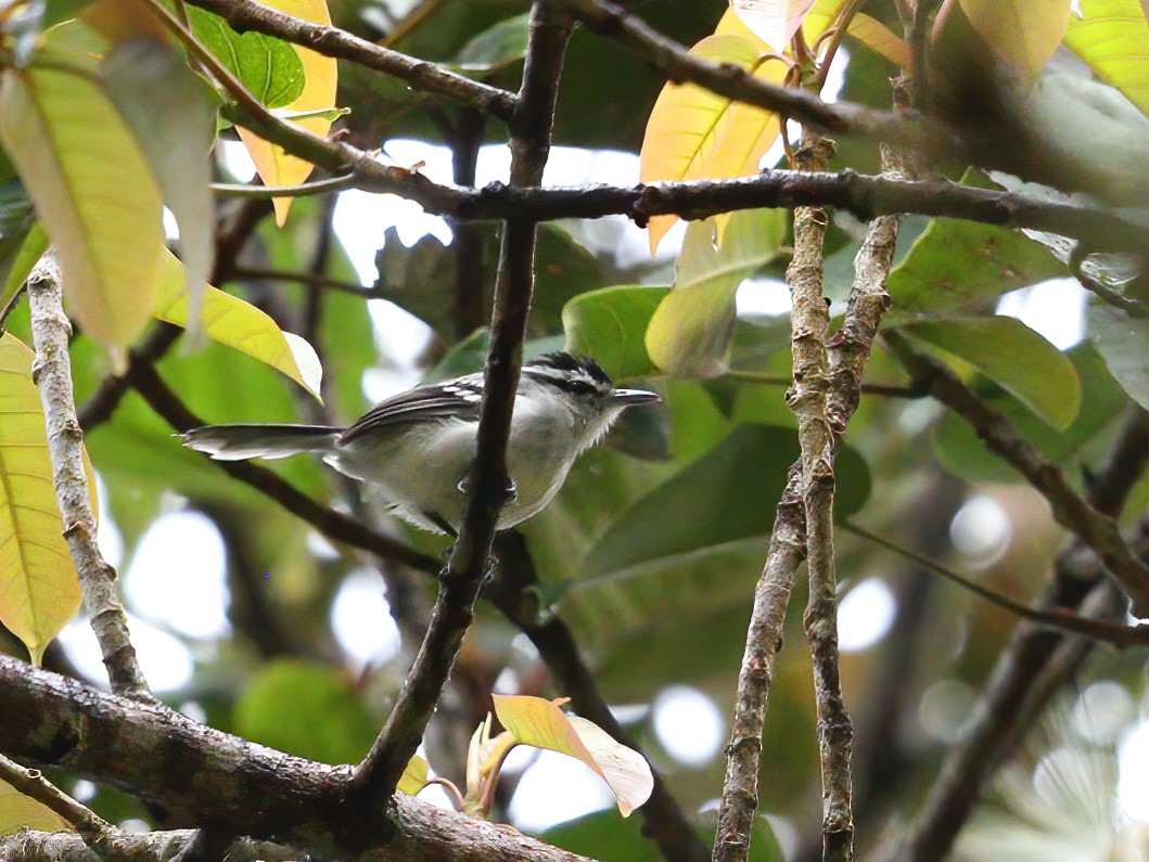 Buff-throated foliage-gleaner