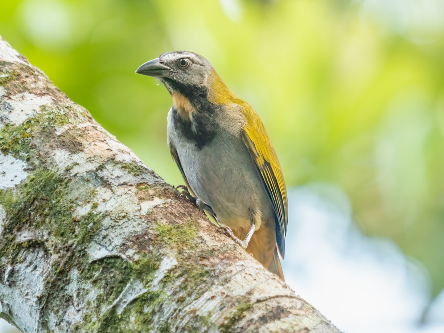Buff-throated Saltator