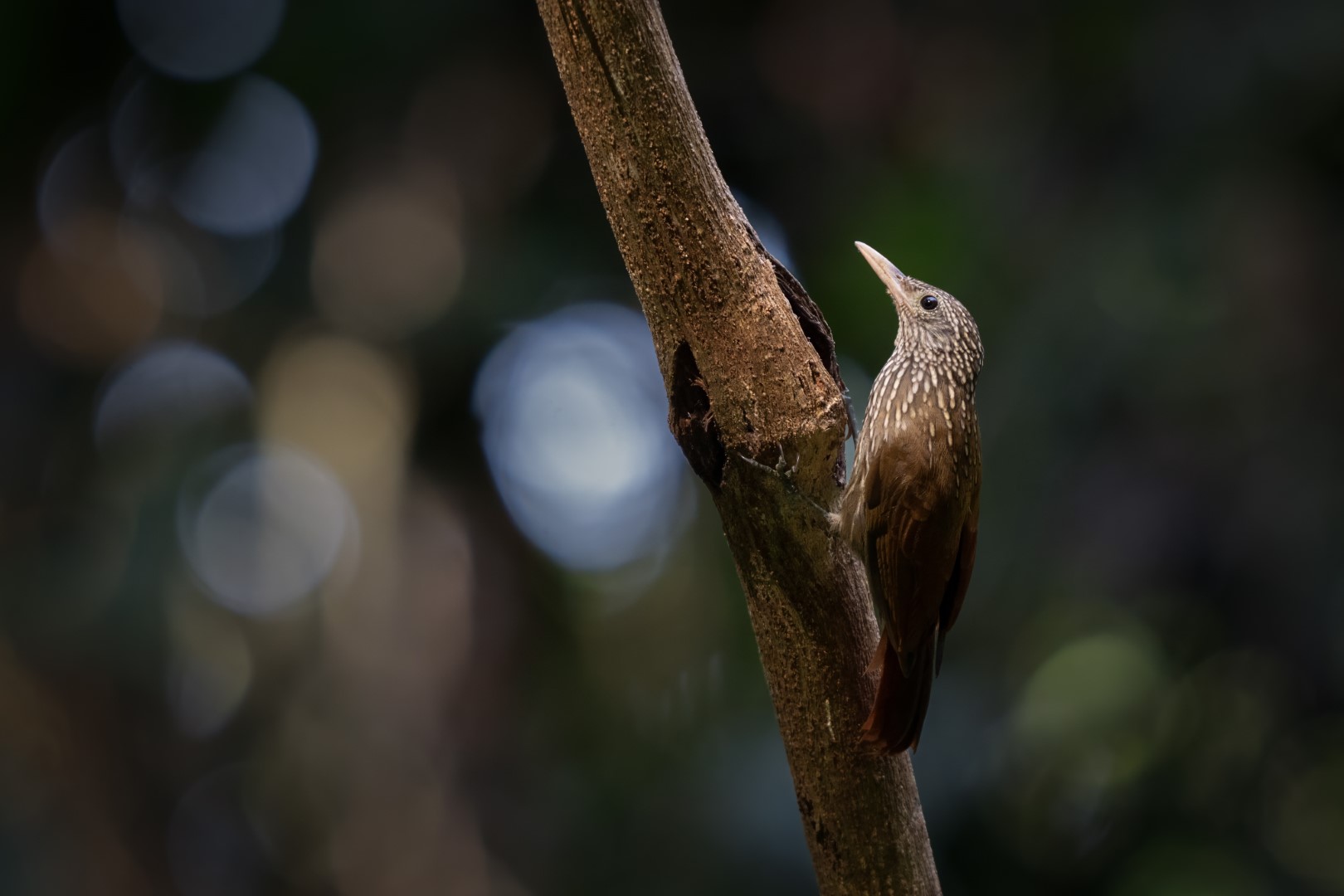 Buff-throated Woodcreeper