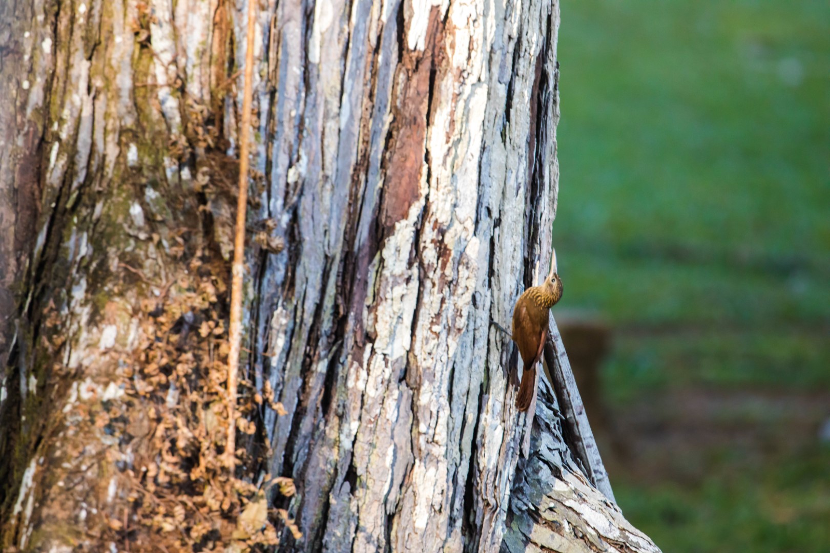Buff-throated Woodcreeper