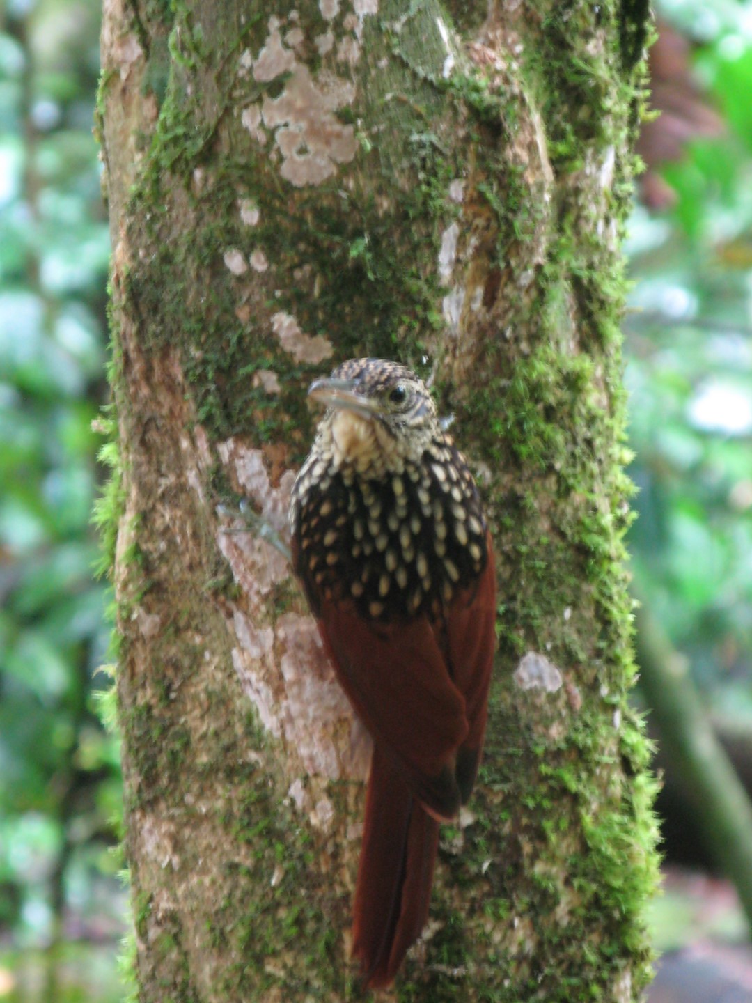 Buff-throated Woodcreeper