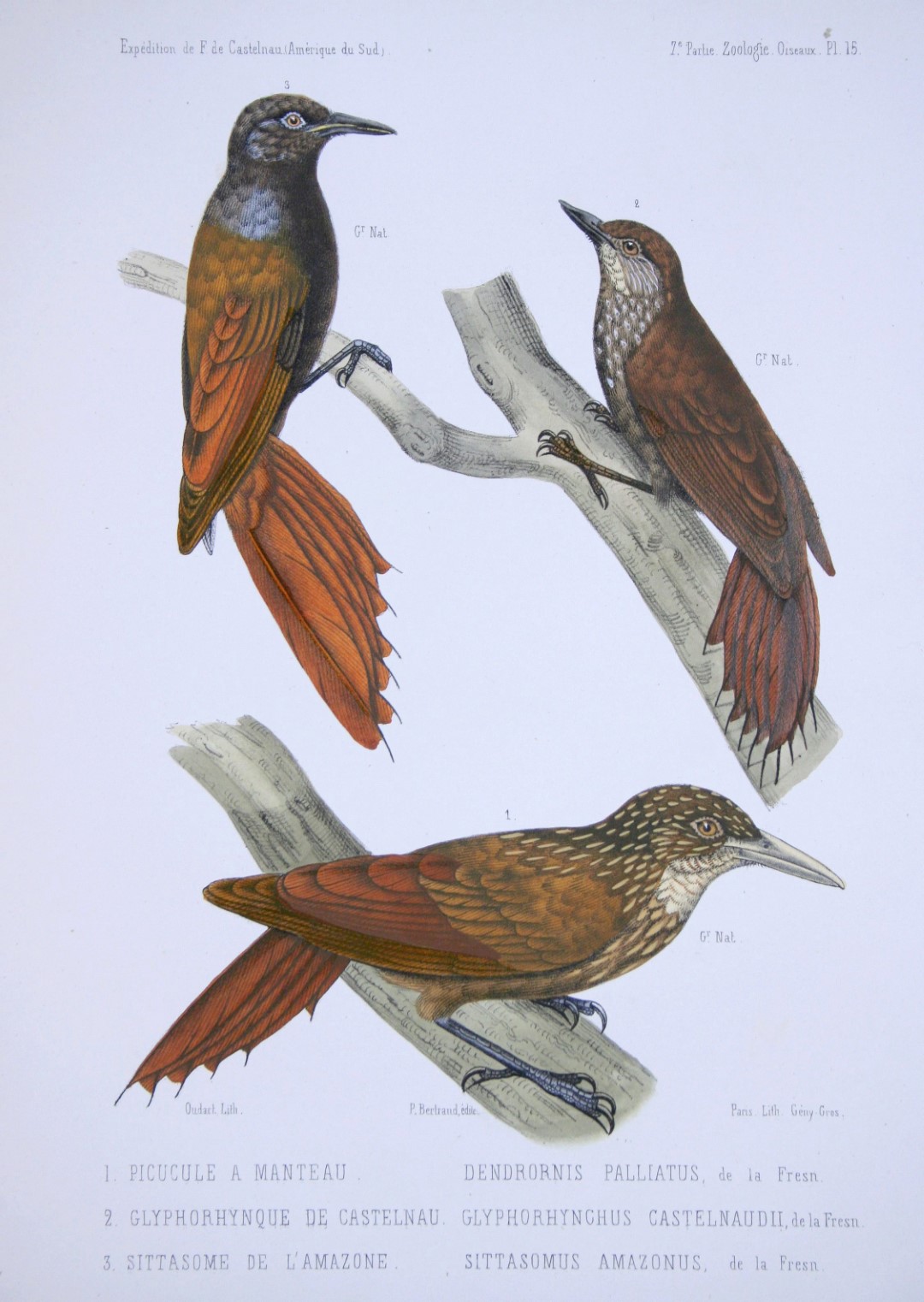 Buff-throated Woodcreeper