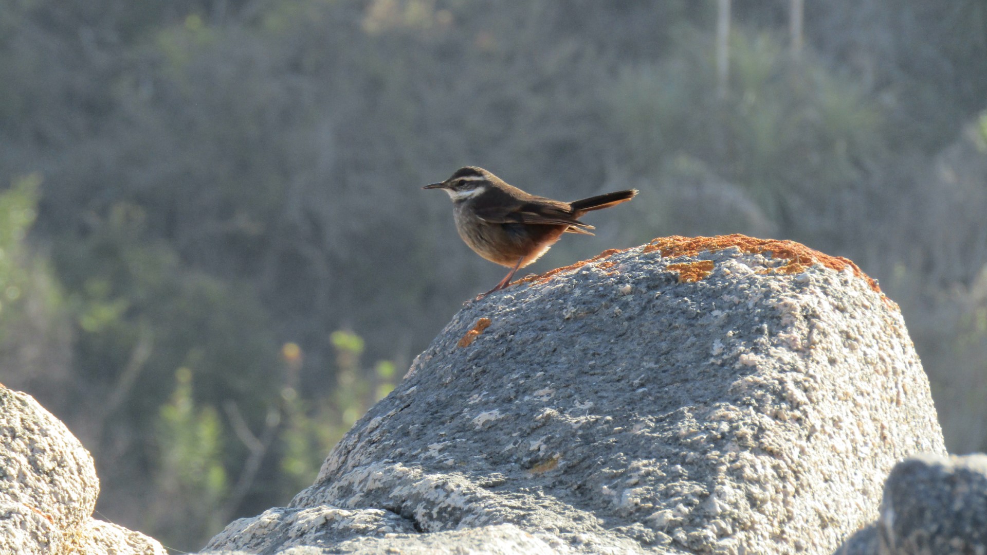 Buff-winged Cinclodes