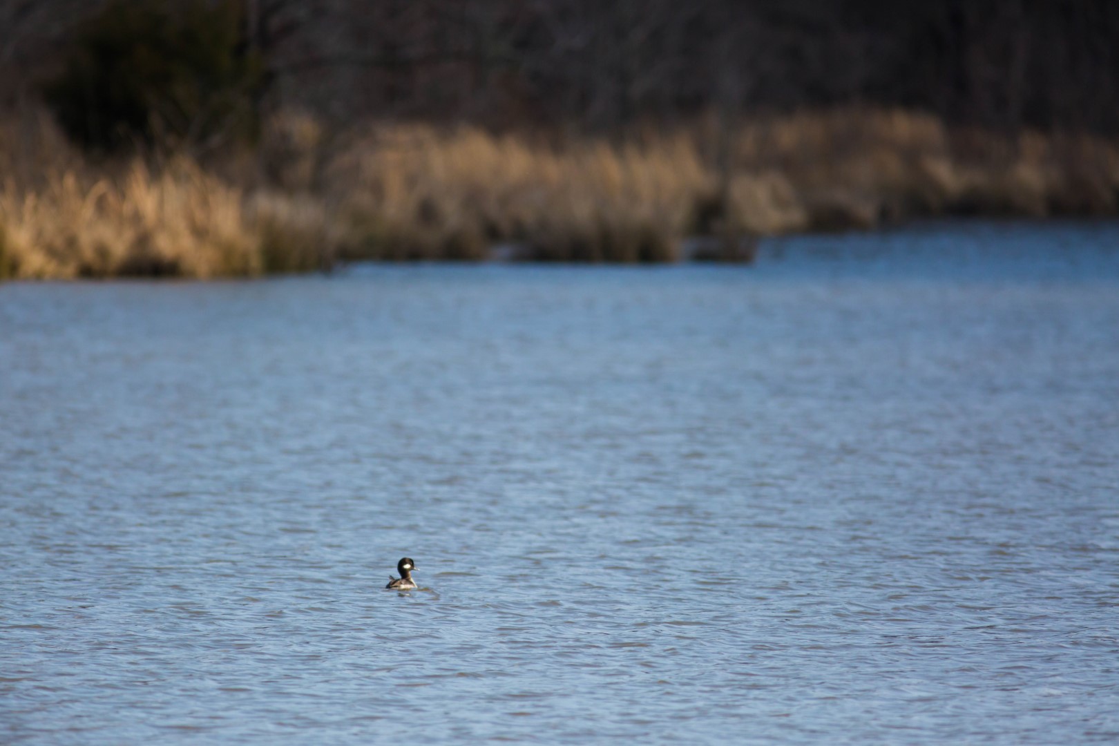 Bufflehead