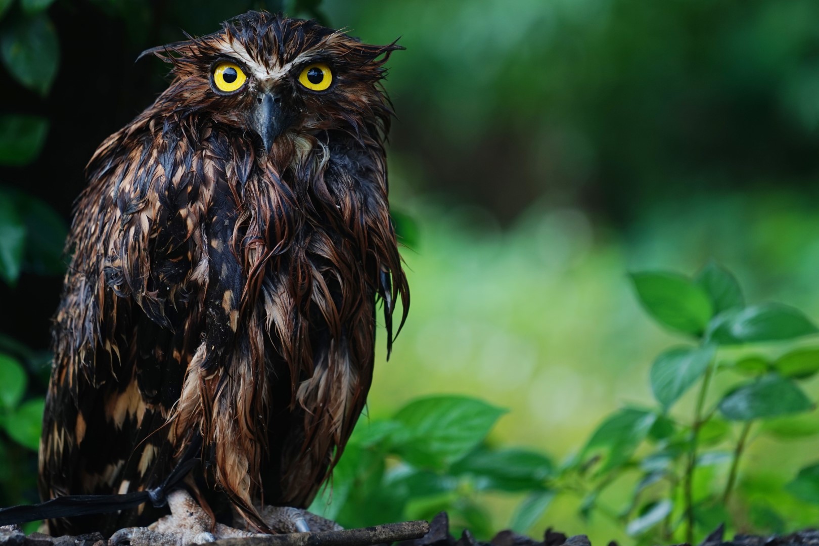 Buffy Fish Owl