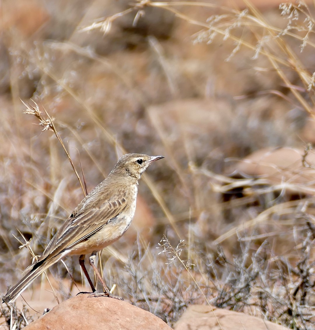 Buffy Pipit