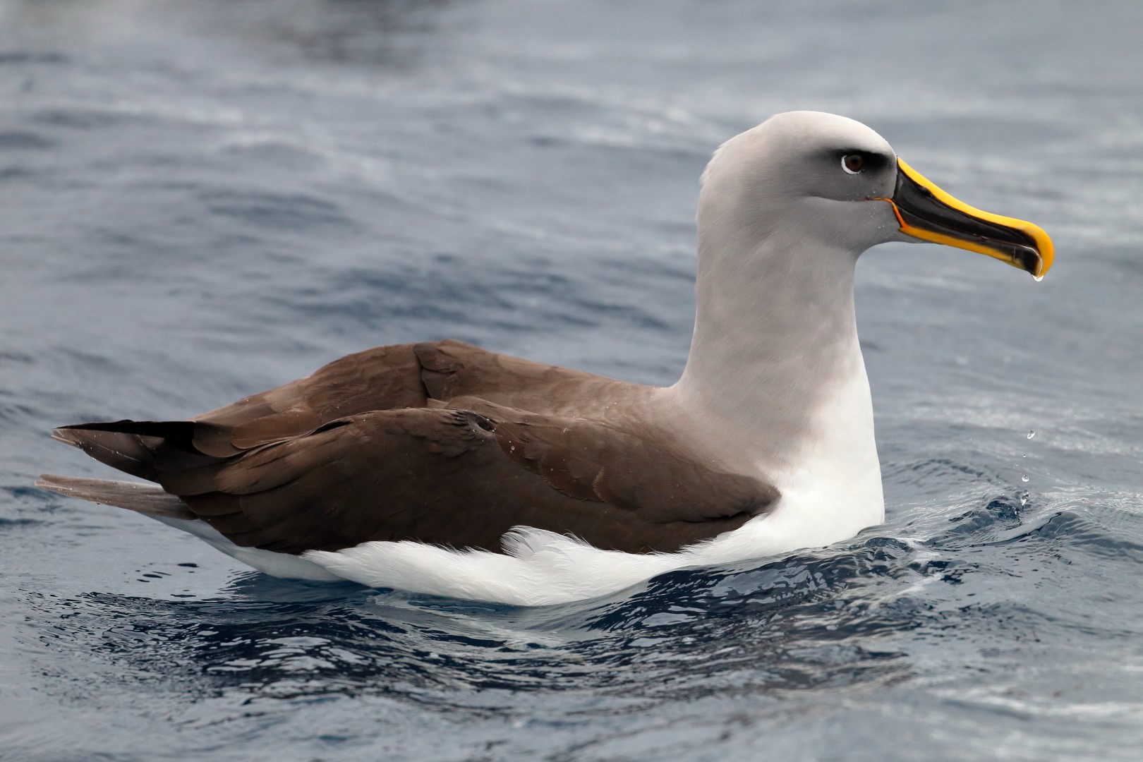 Buller's albatross