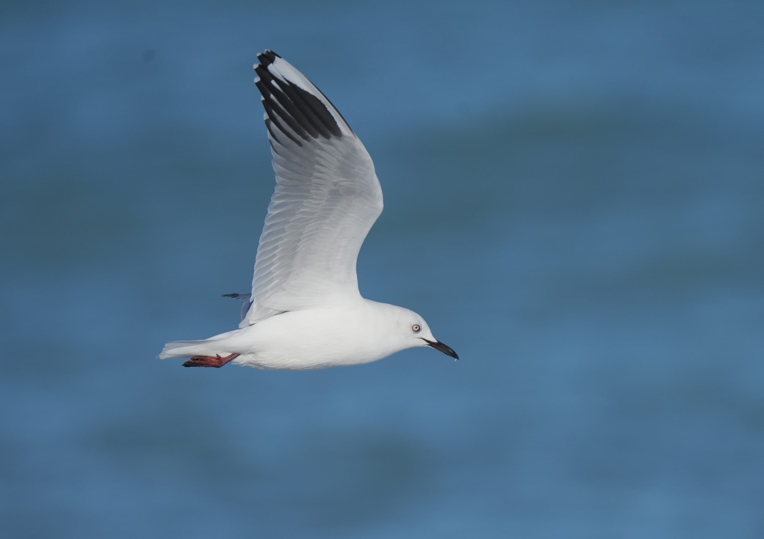 Buller's gull