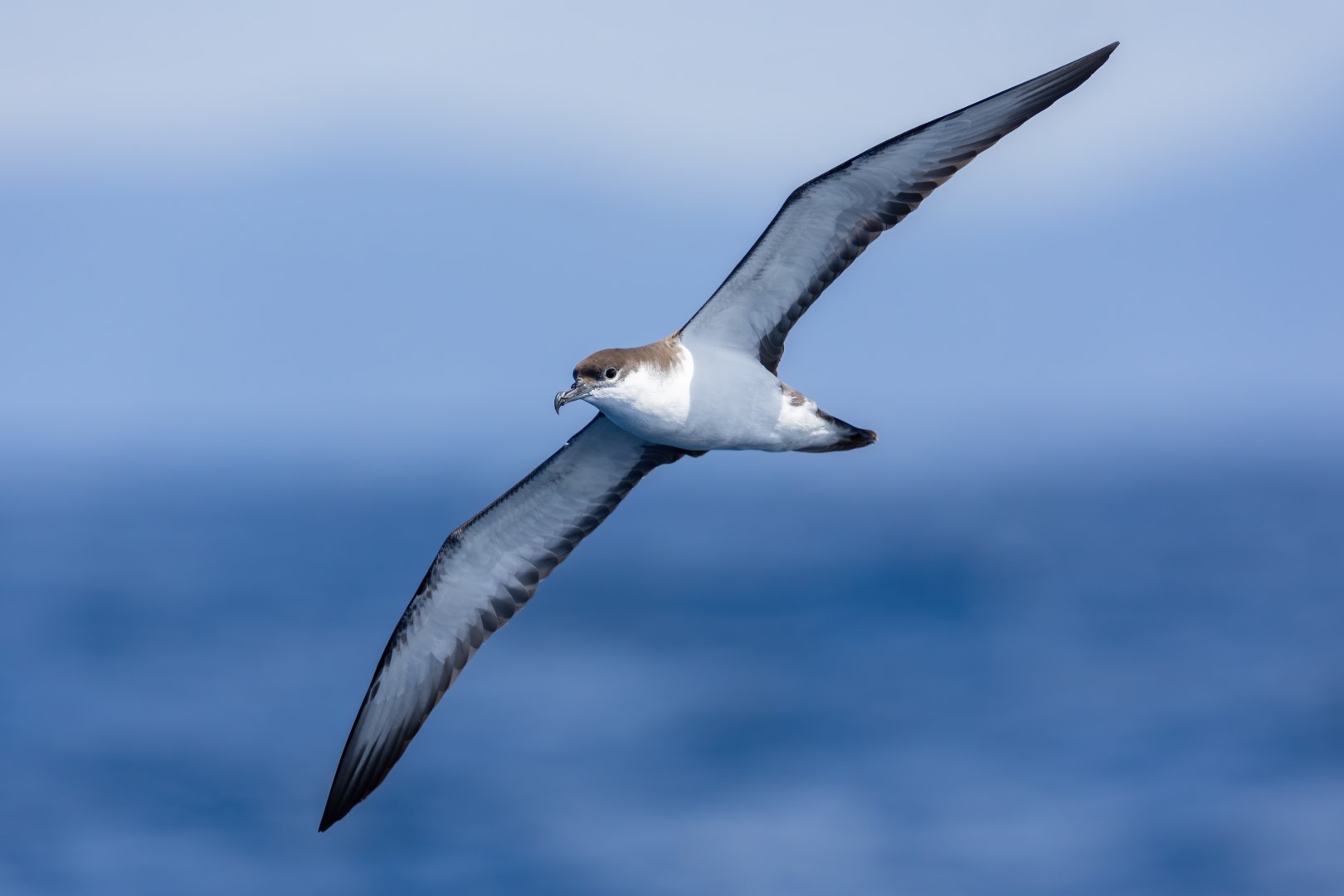 Buller's Shearwater