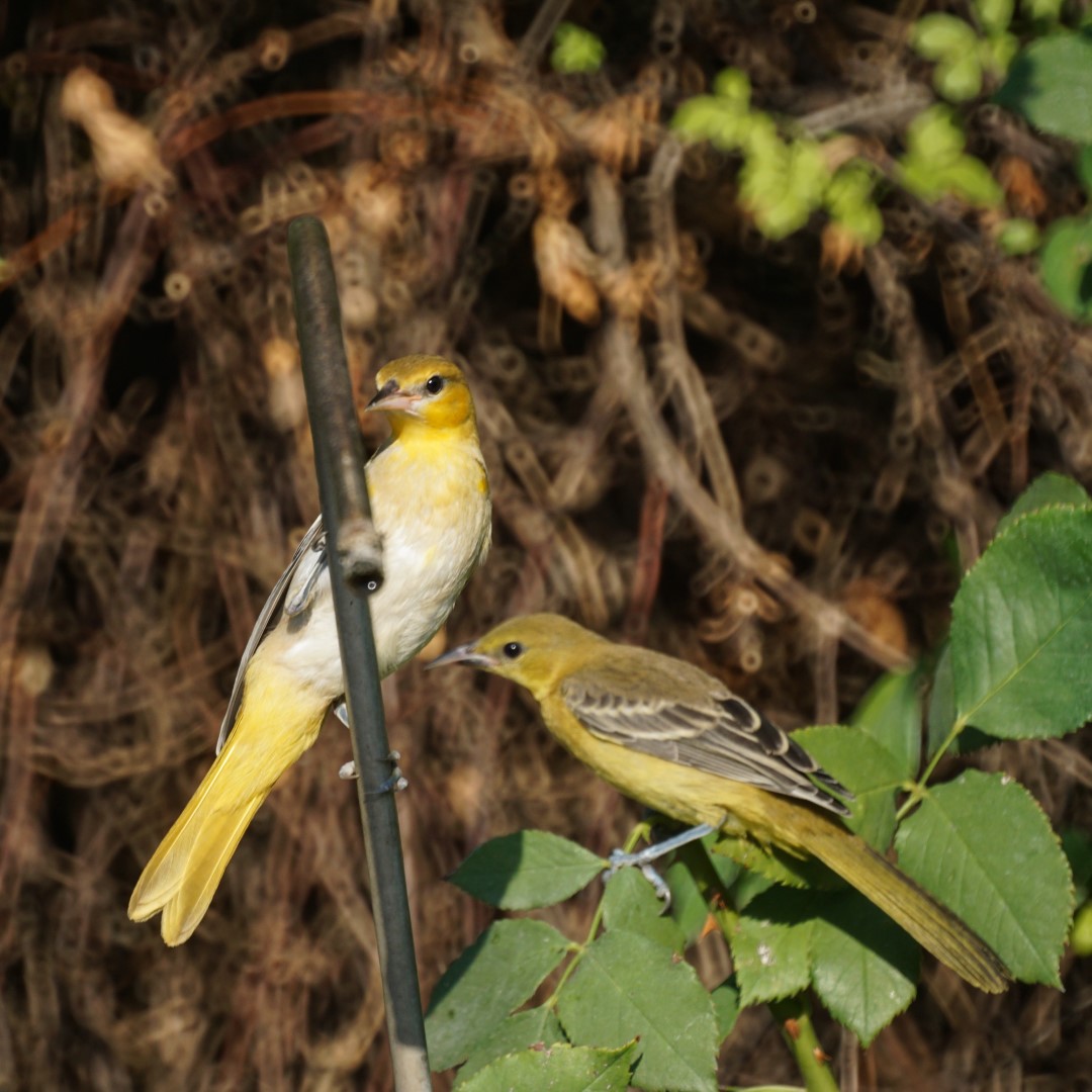 Bullock's Oriole