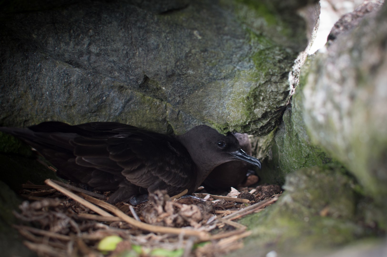 Bulwer's petrel