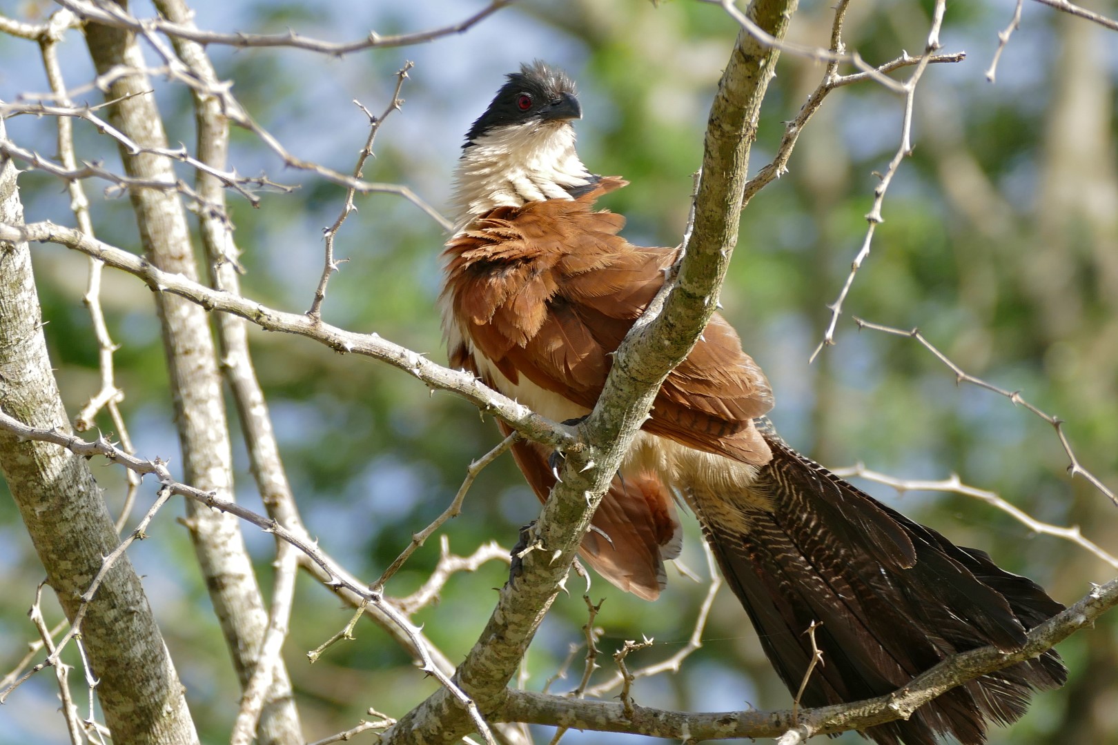 Burchell's Coucal