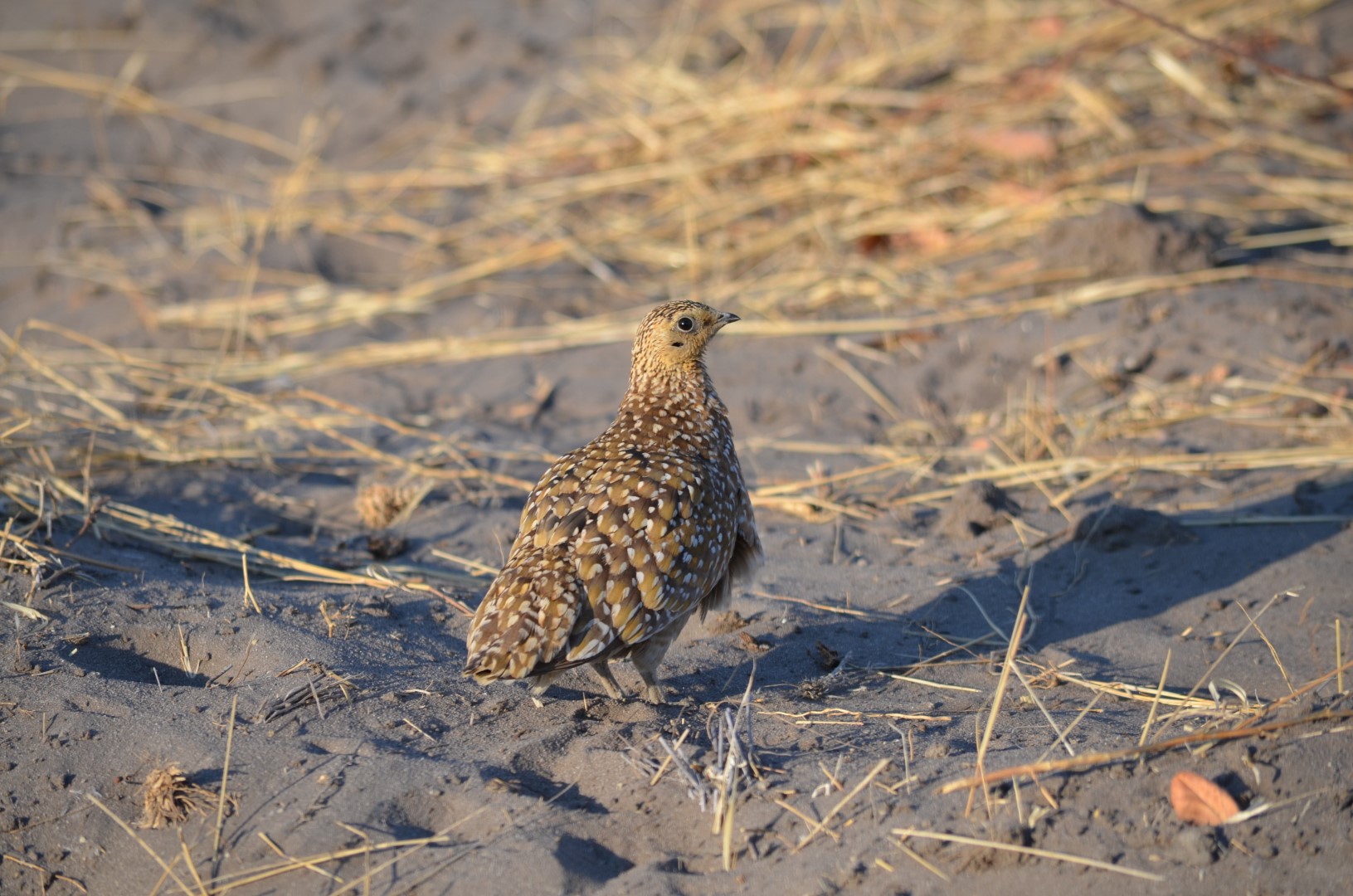 Burchell's Sandgrouse