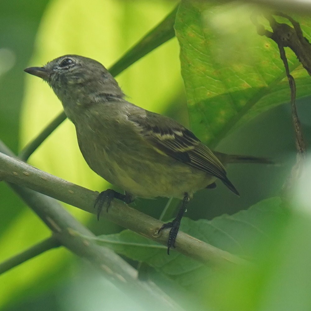 Burmeister's Cordulid