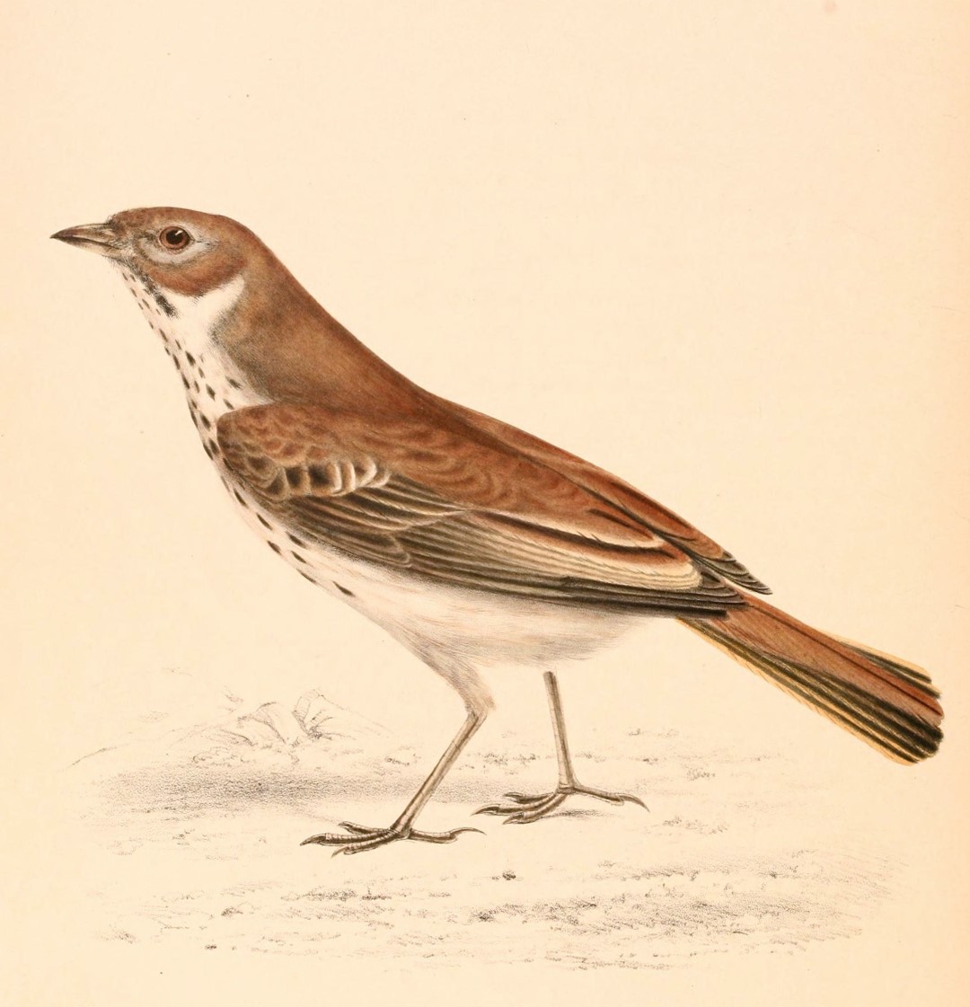 Burr's Lark