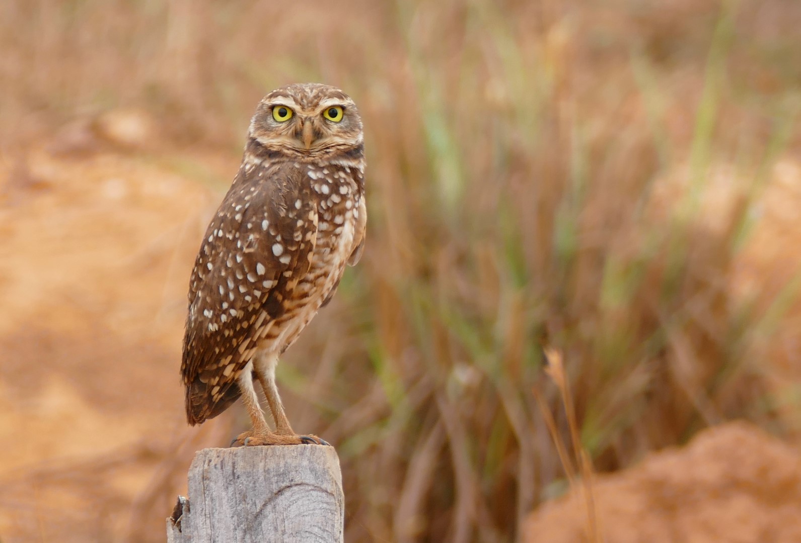 Burrowing Owl