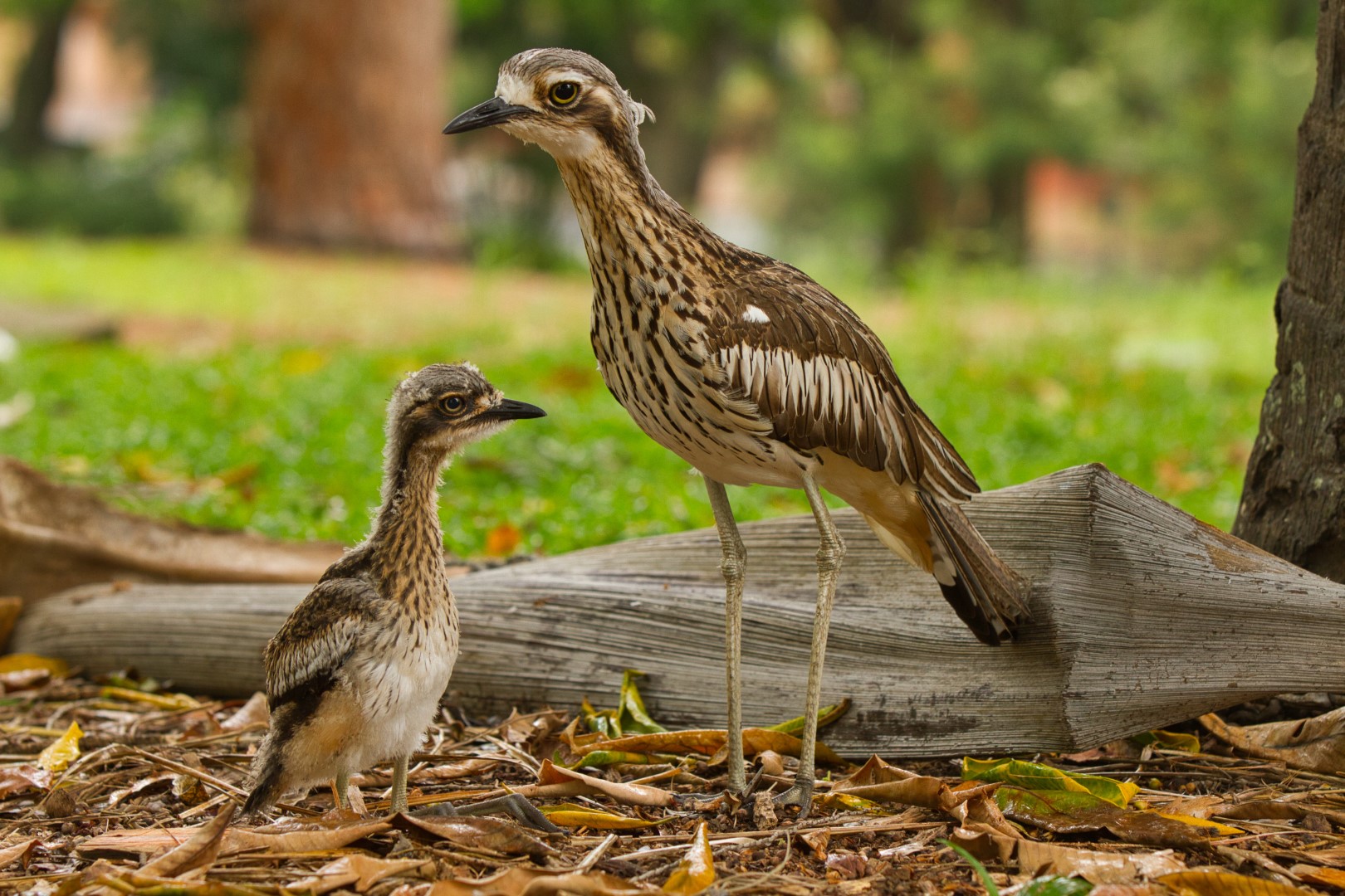 Bush Stone-curlew