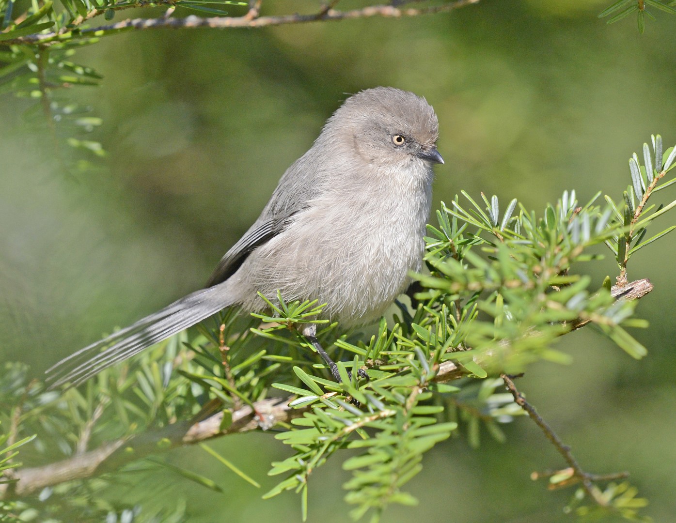 Bushtit