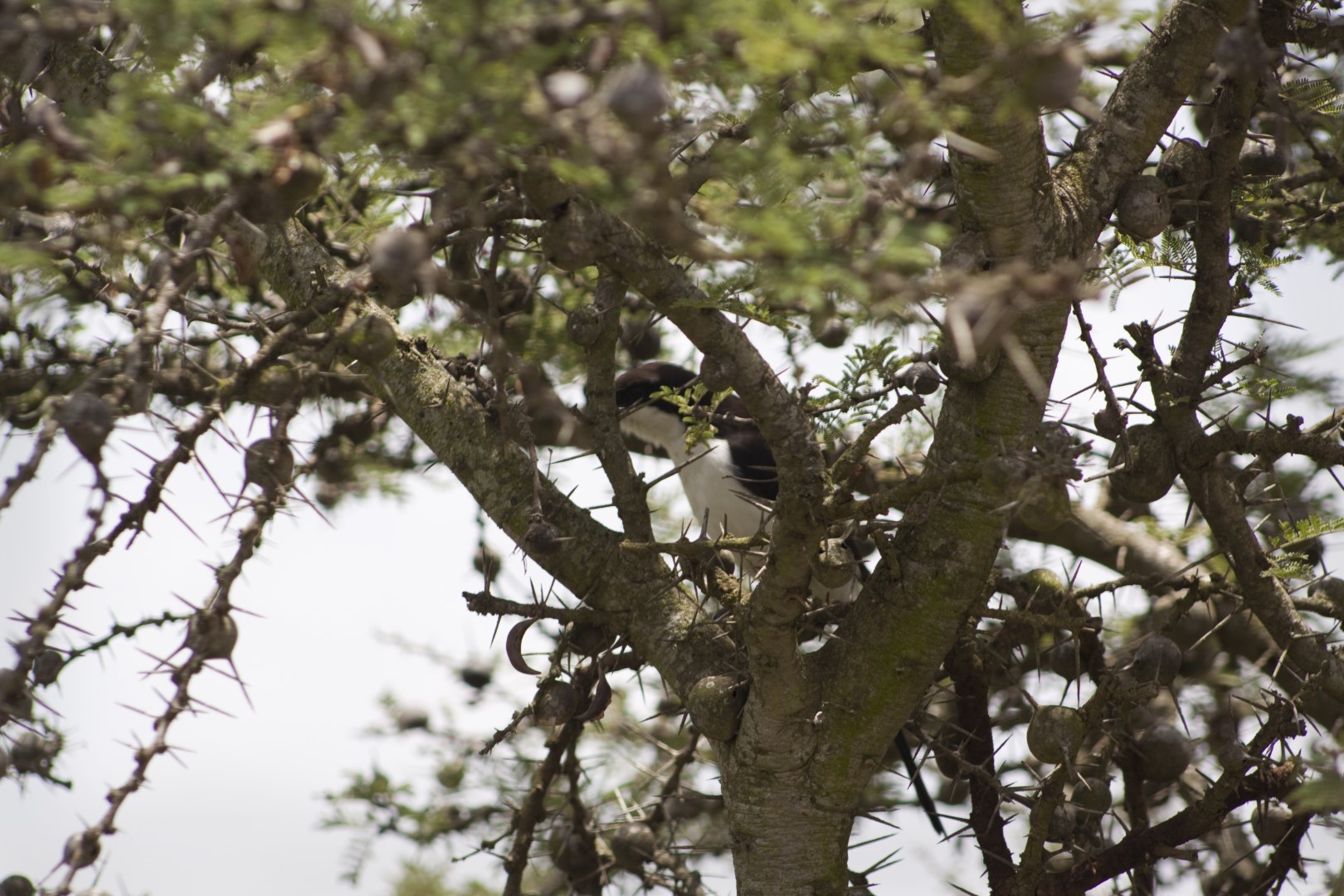 Cabanis's Shrike