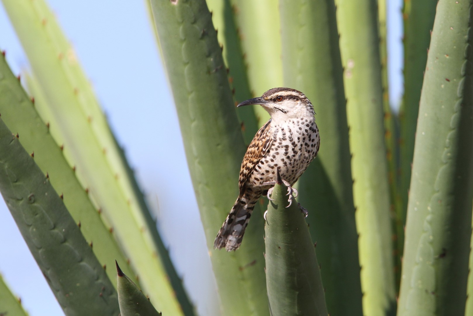 Cactus Wren