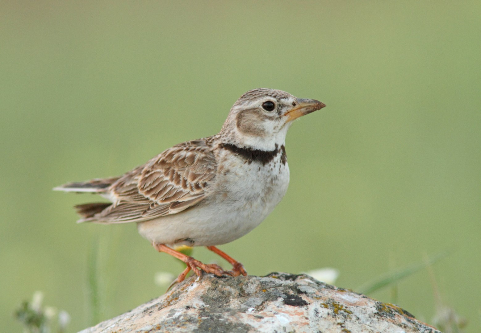 Calandra Lark