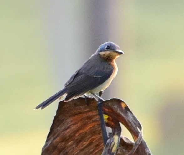 Caledonian Flycatcher