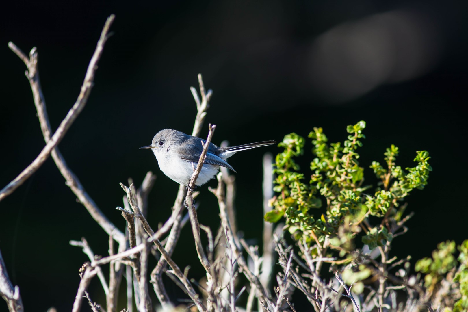 California Gnatcatcher