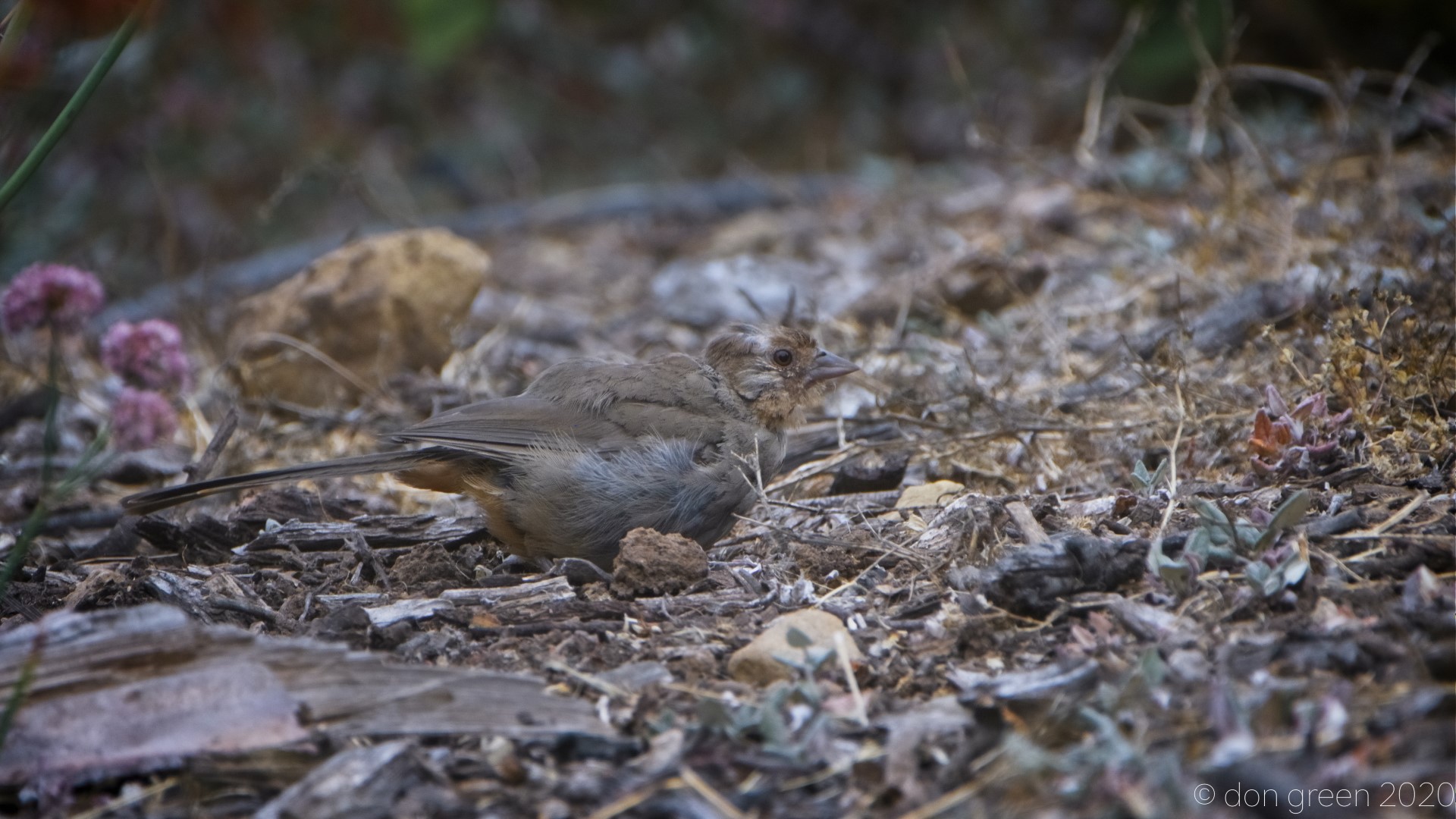 California Towhee