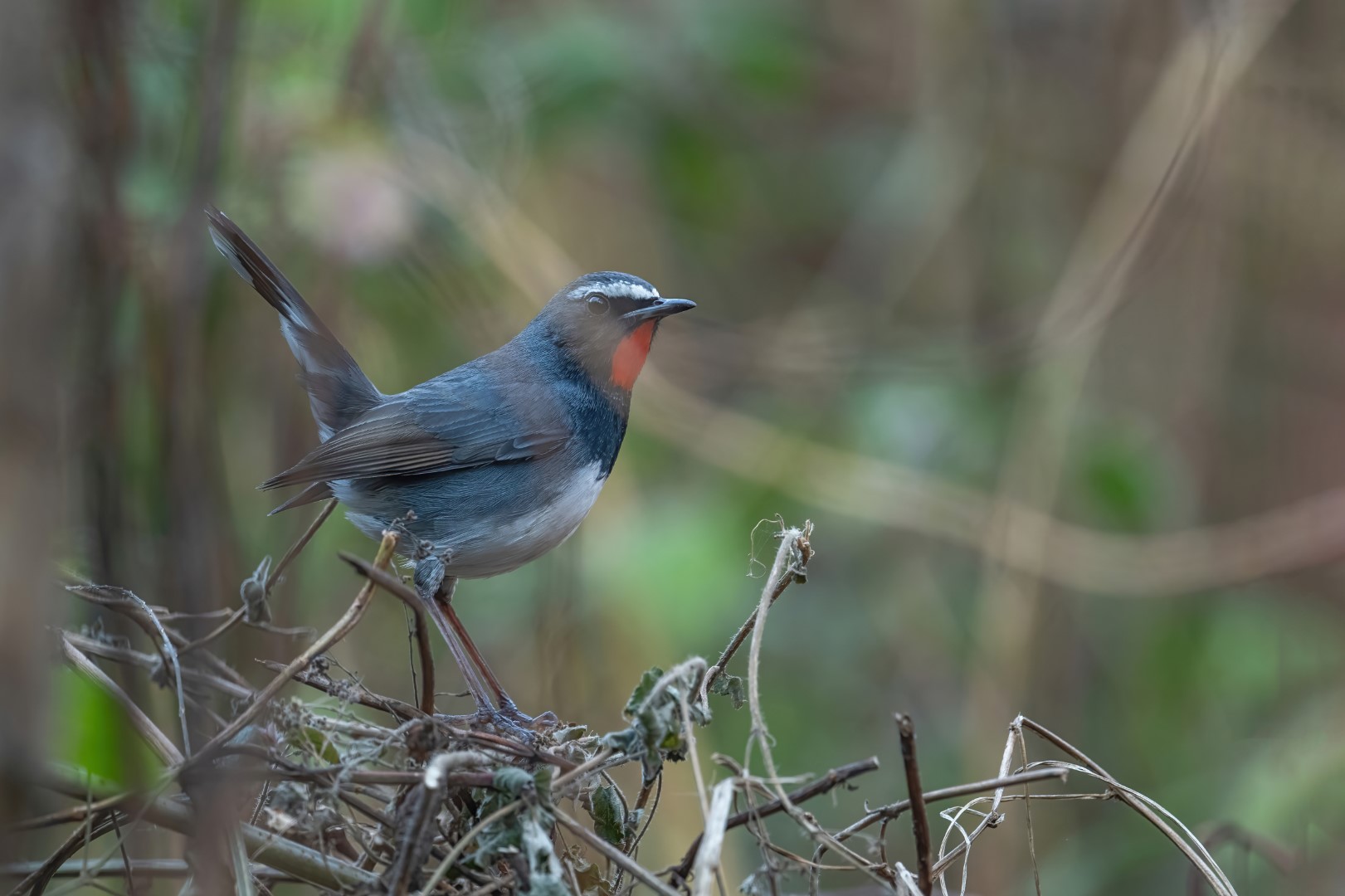 Calliope Hummingbird
