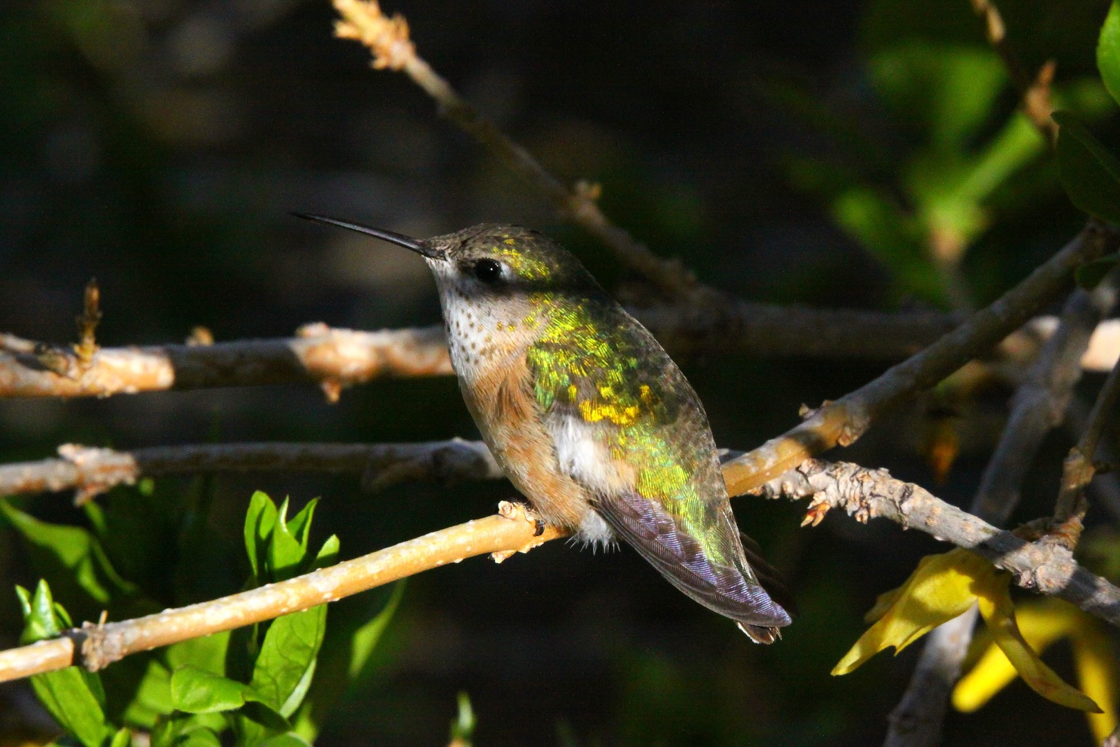 Calliope Hummingbird