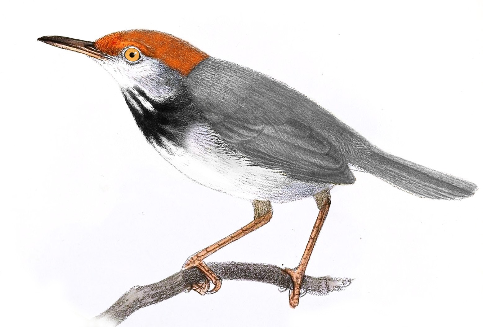 Cambodian Tailorbird