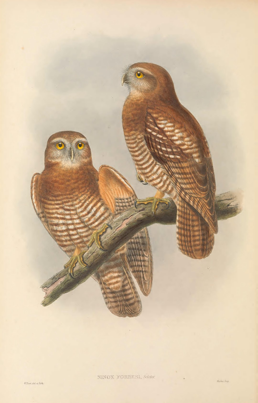 Camiguin Hawk-owl