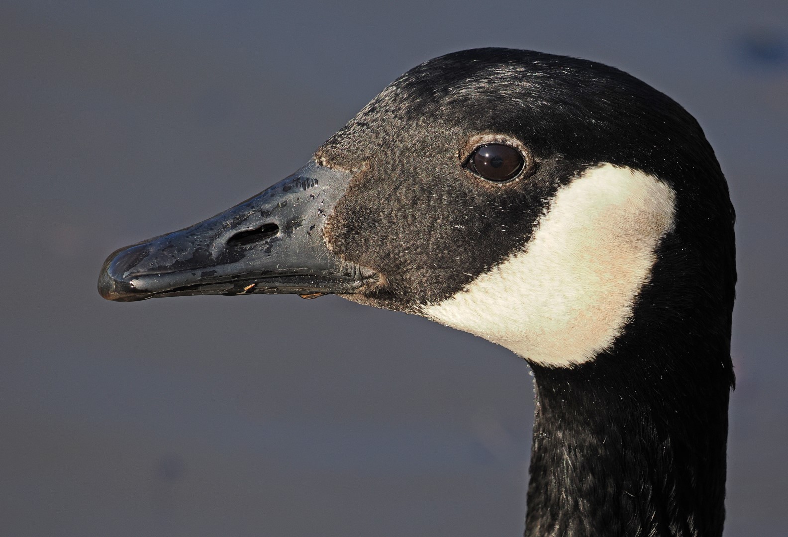 Canada Goose
