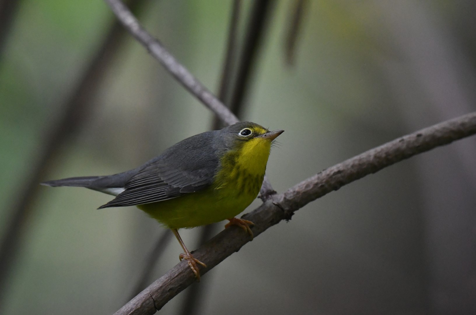 Canada Warbler