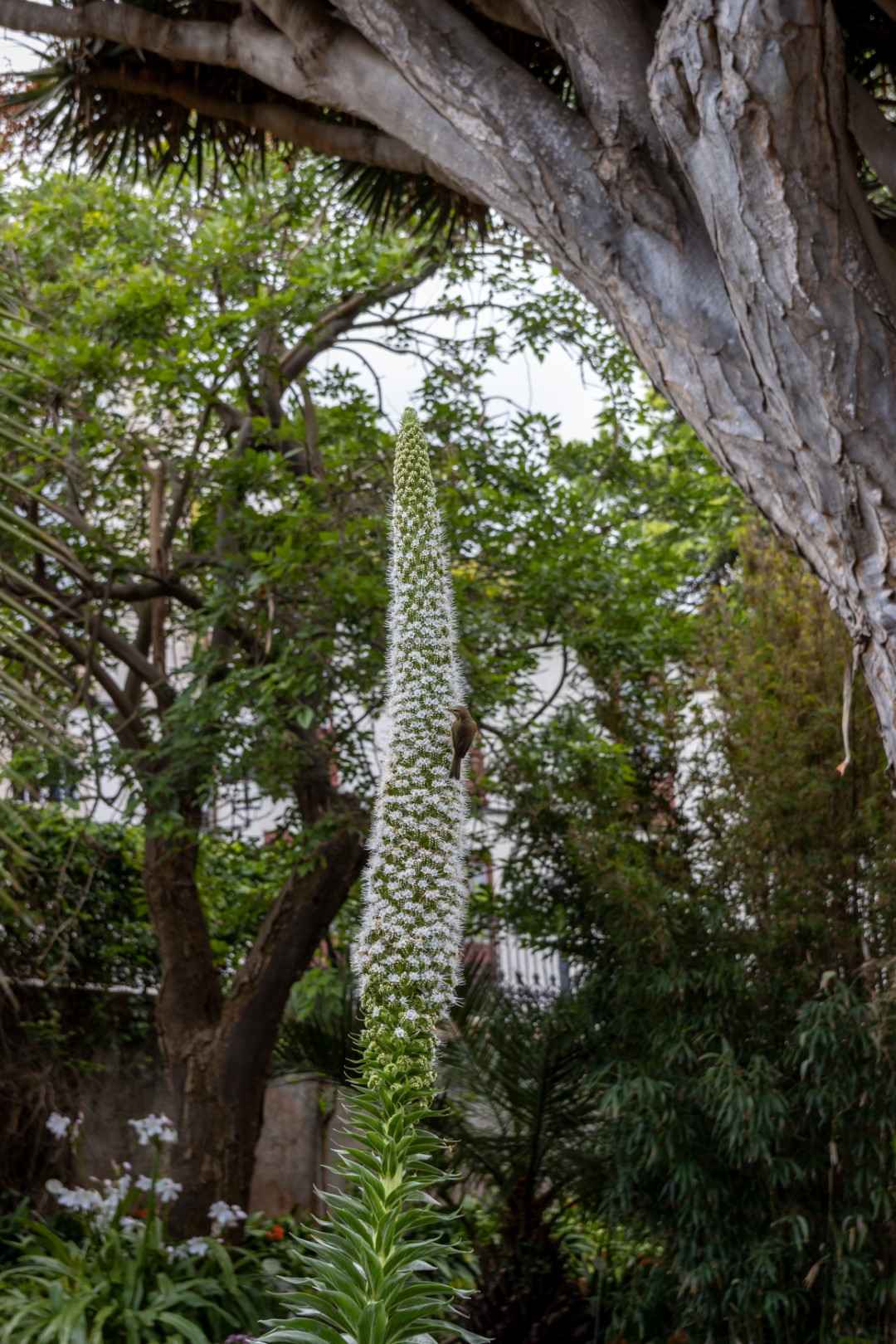 Canary Islands Chiffchaff