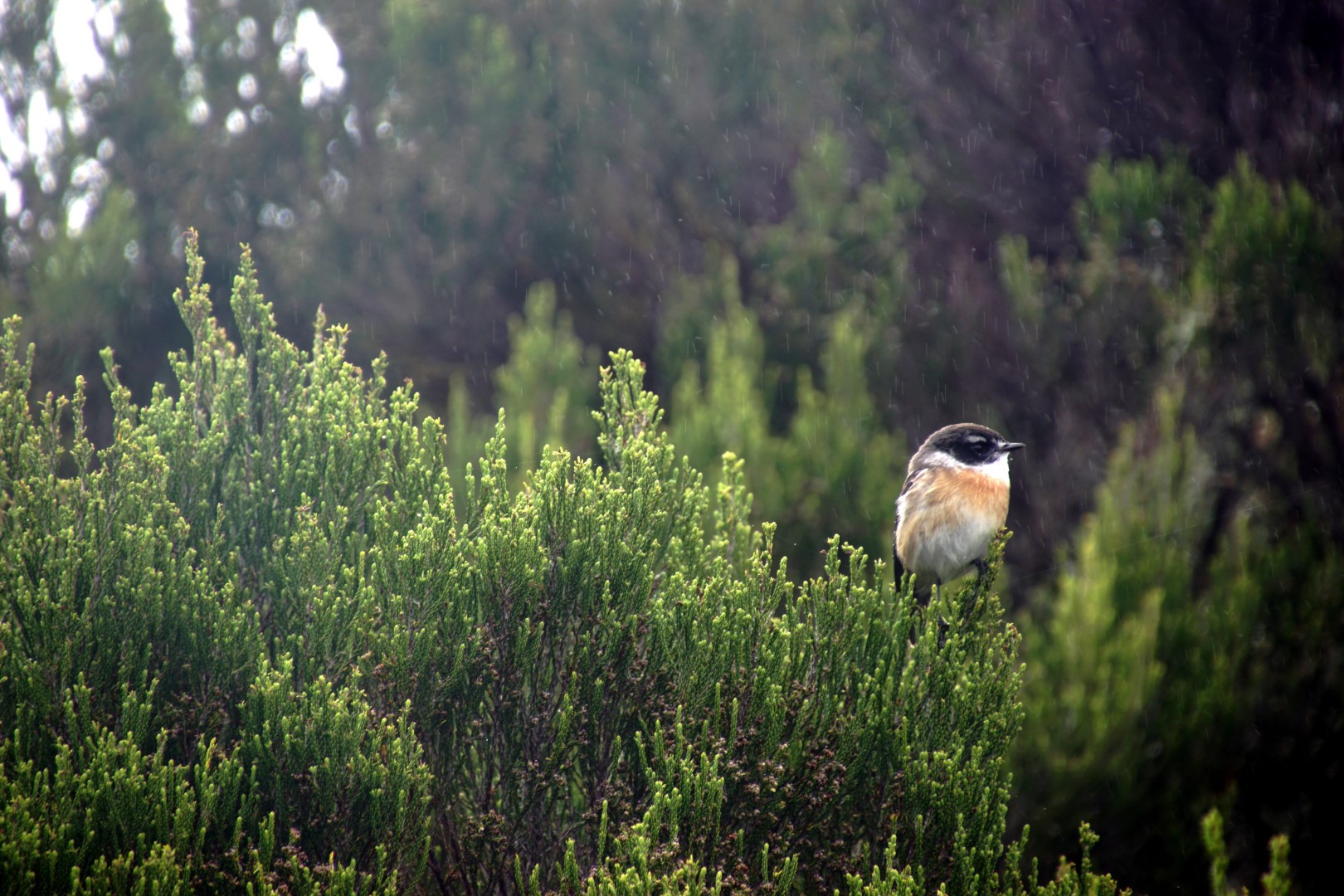 Canary Islands Stonechat