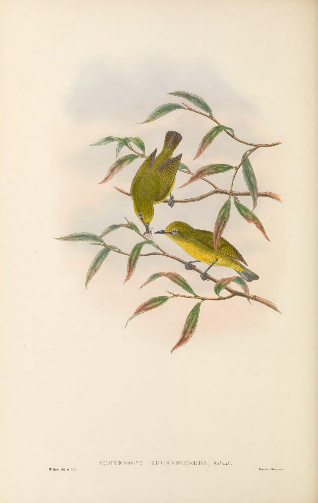 Canary Islands White-eye