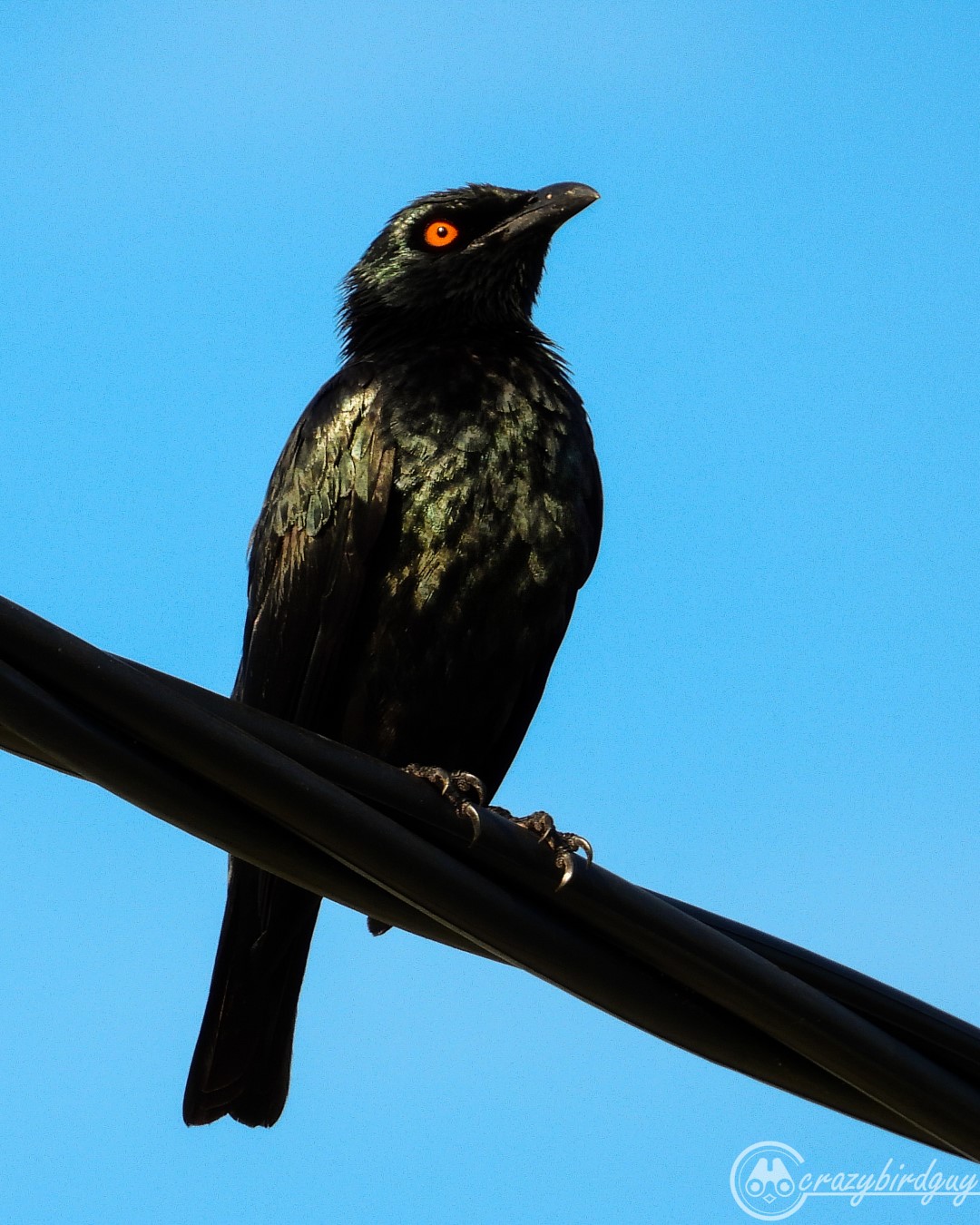 Cantor's Starling