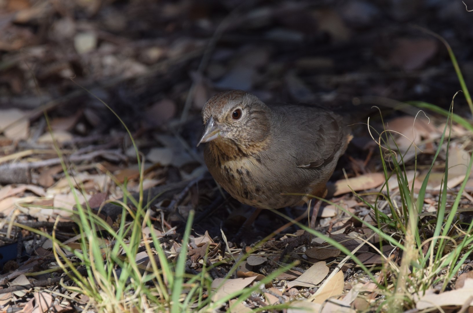 Canyon Towhee
