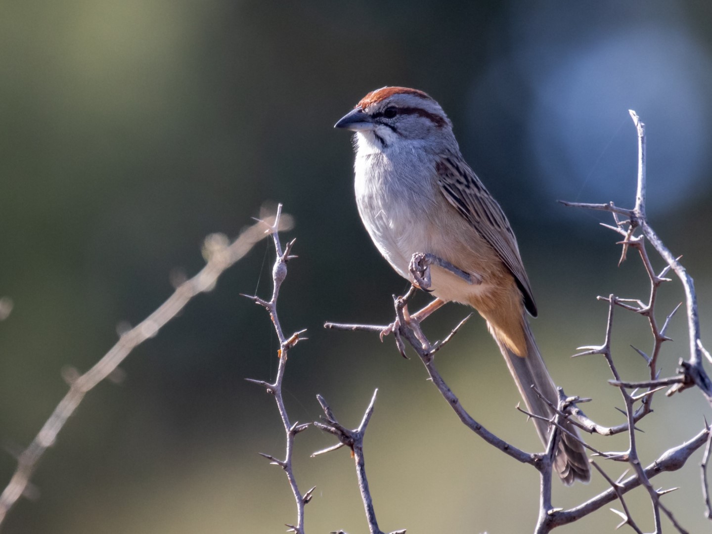 Canyon Towhee