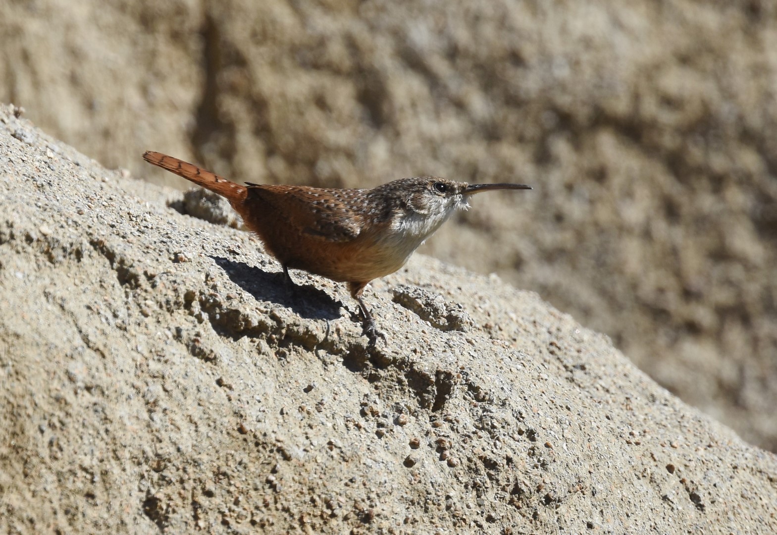 Canyon Wren