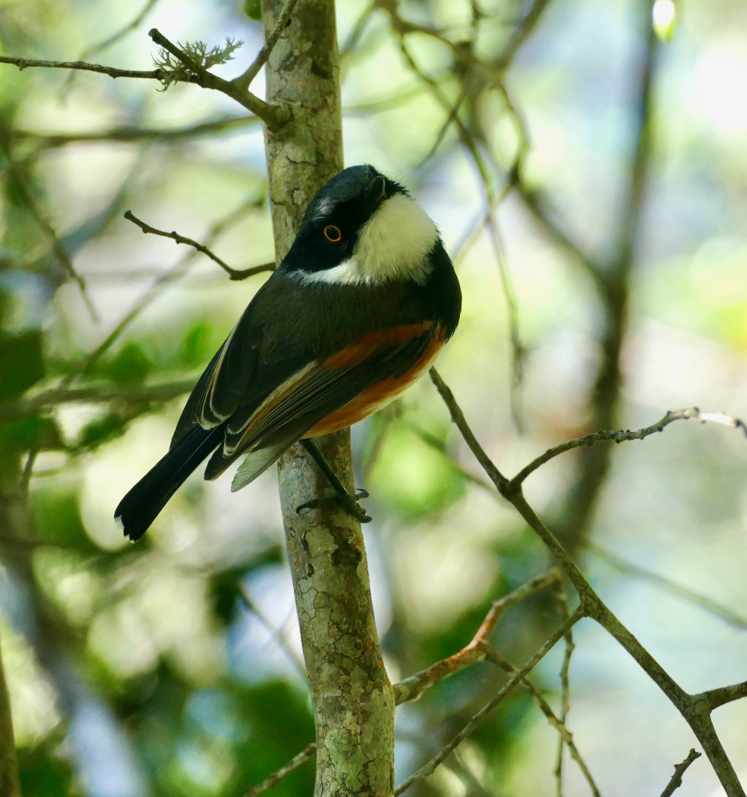 Cape Batis