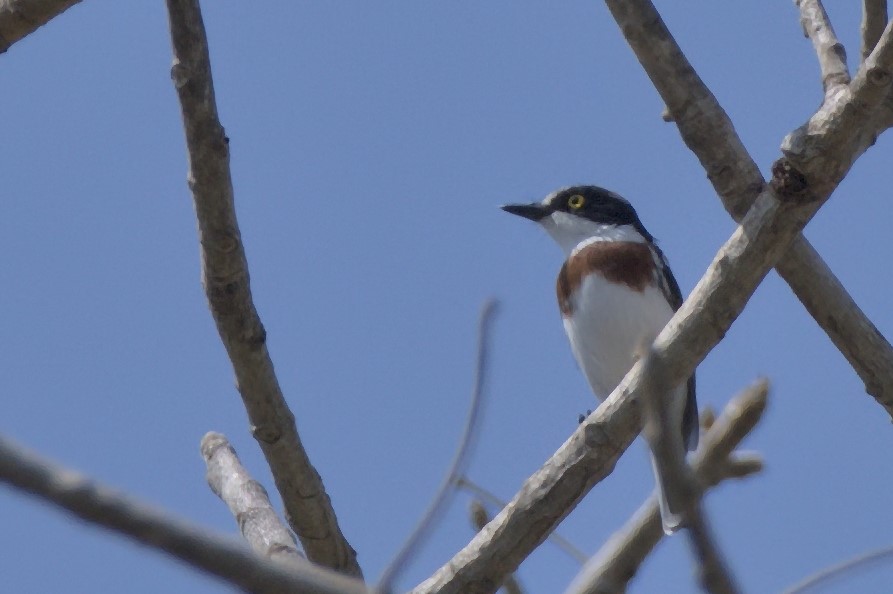 Cape Batis