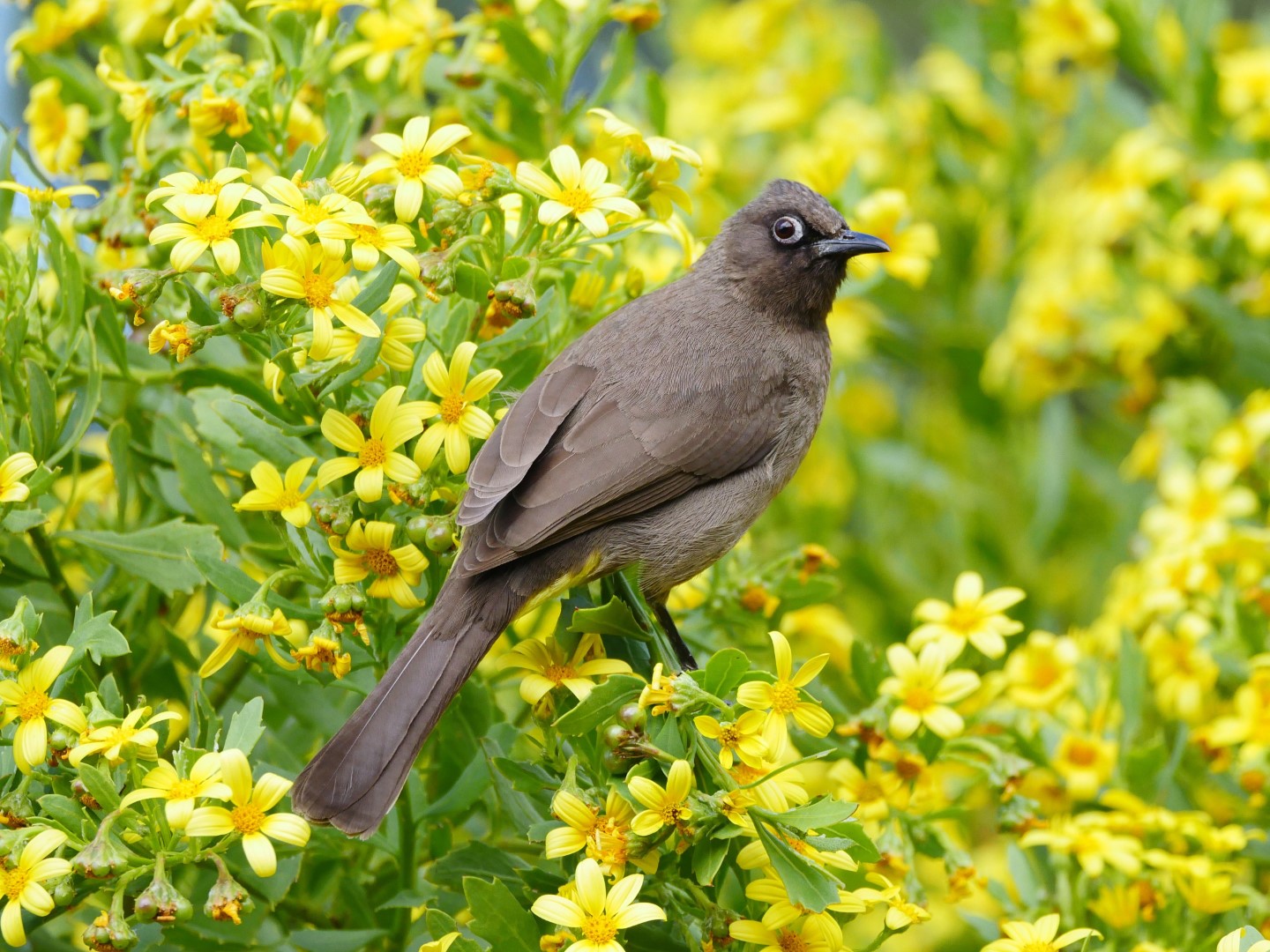 Cape Bulbul