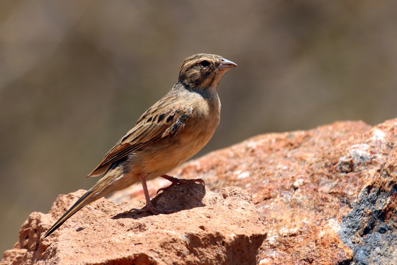 Cape Bunting