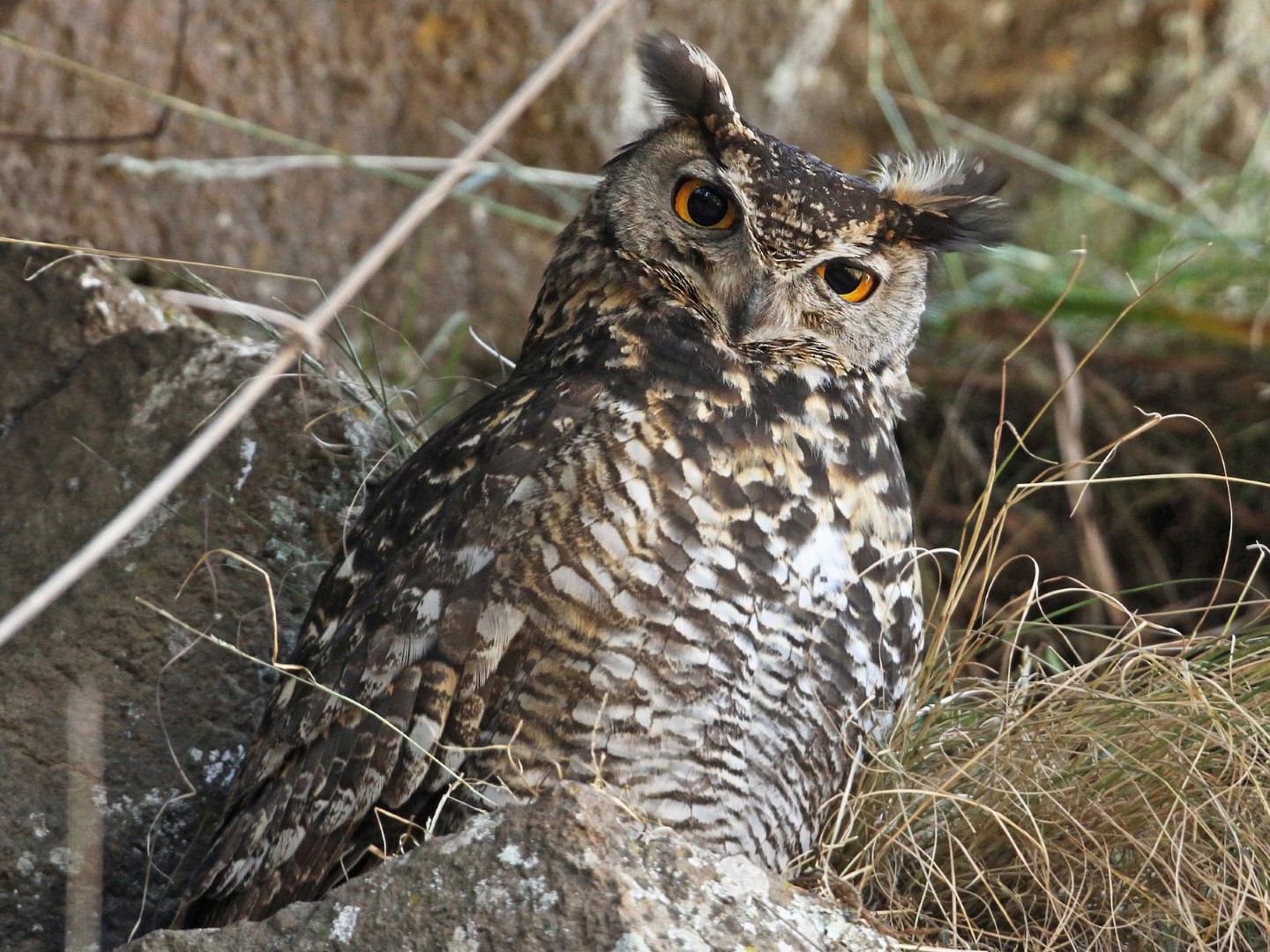 Cape Eagle-Owl