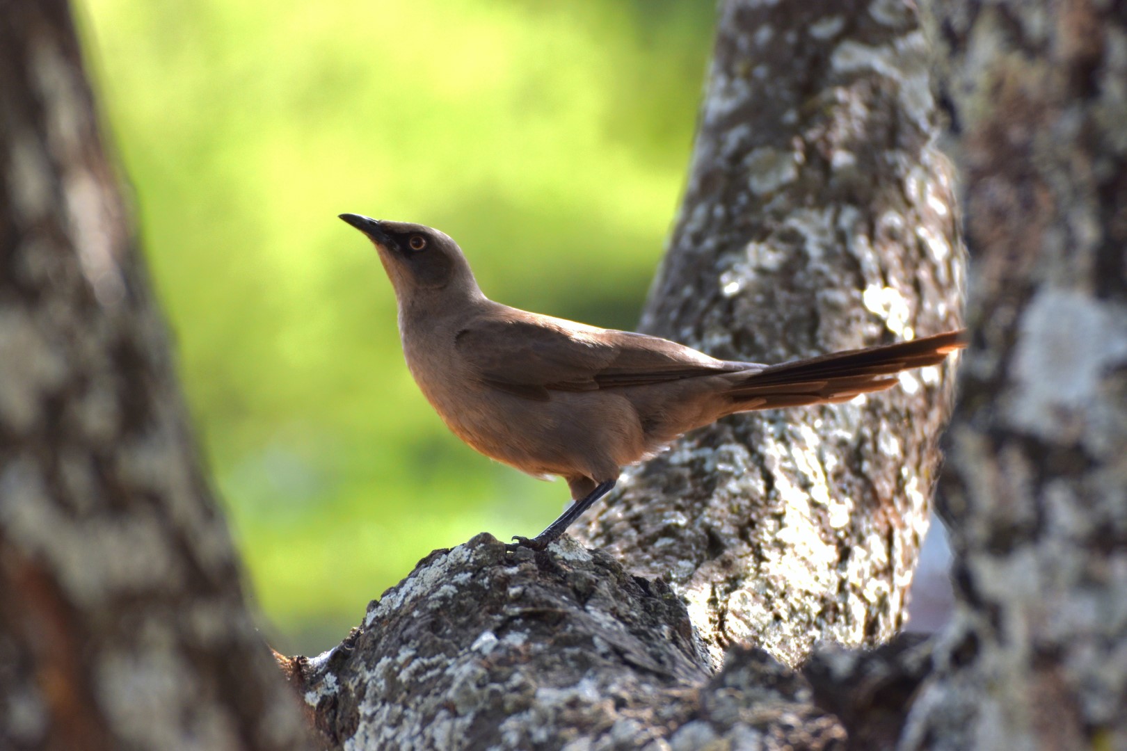 Cape Glossy Starling